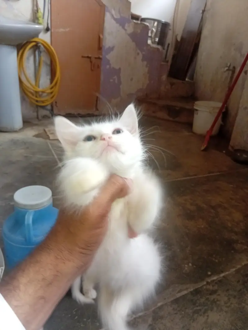 3 months healthy perisan  kittens  trained for sale — photo 2