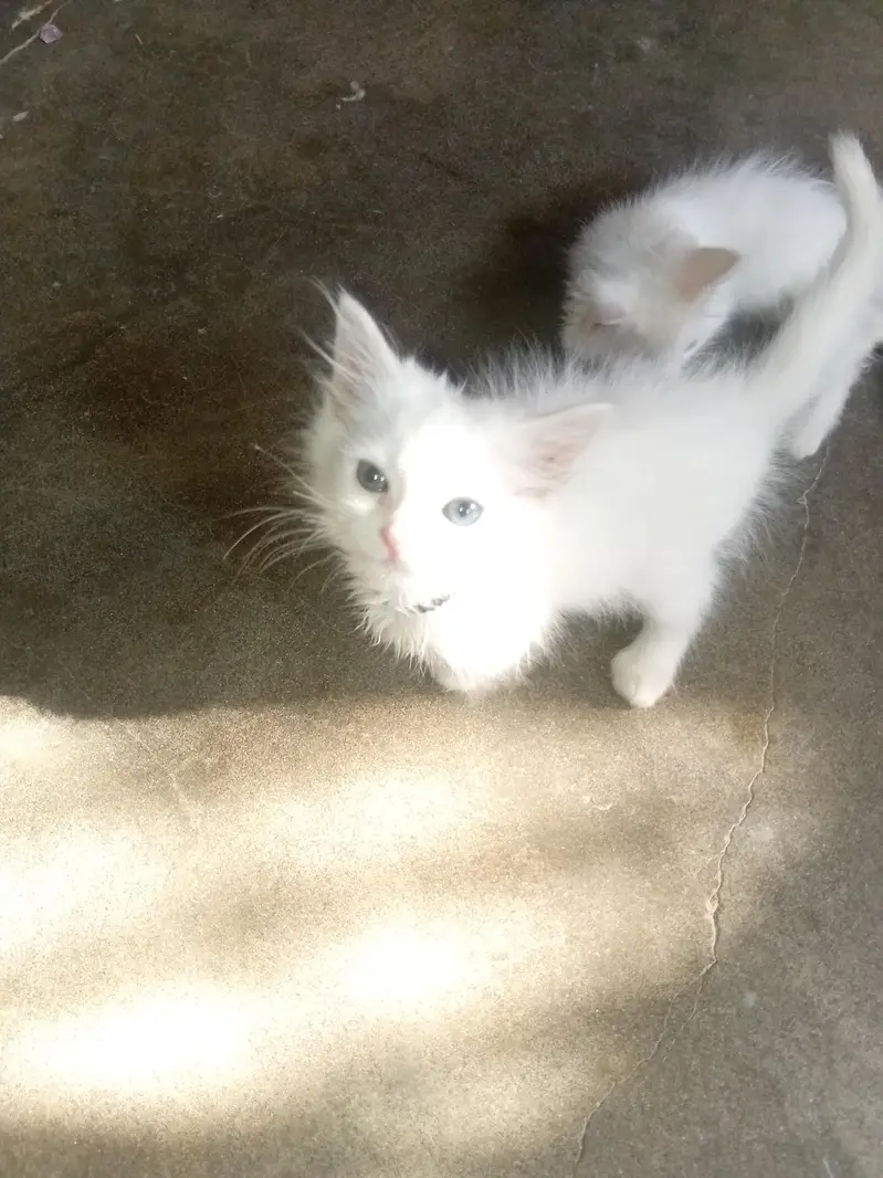 3 months healthy perisan  kittens  trained for sale — photo 3