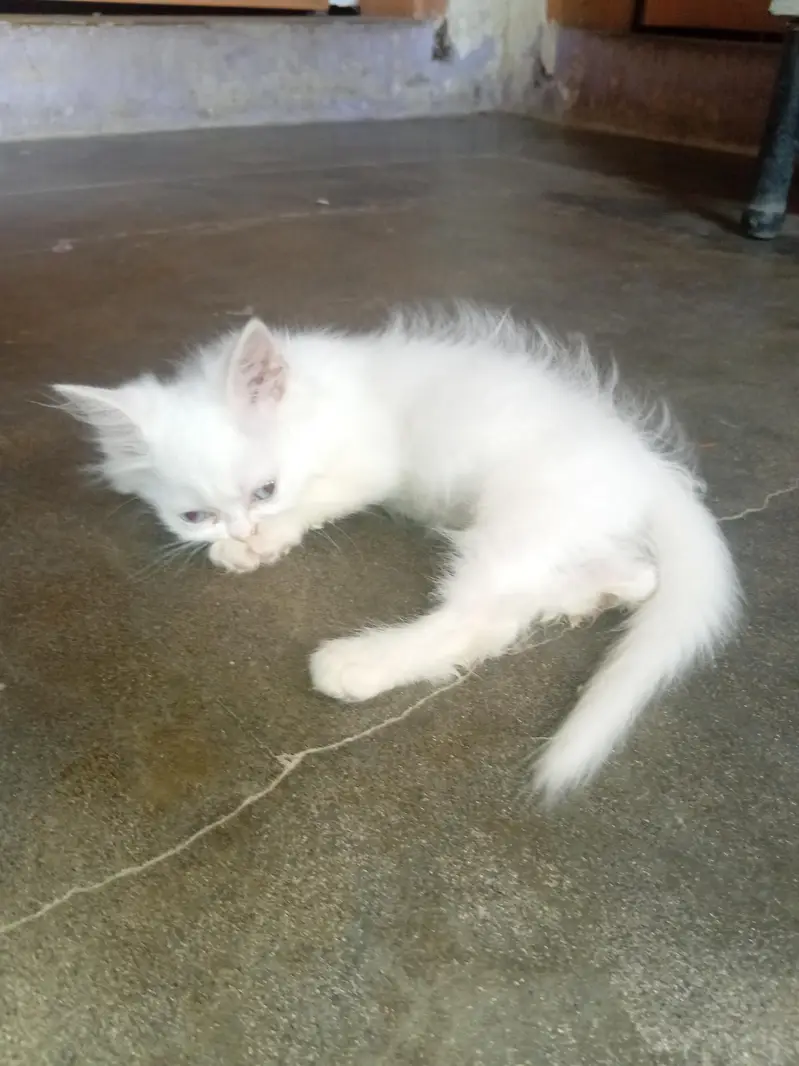 3 months healthy perisan  kittens  trained for sale — photo 4