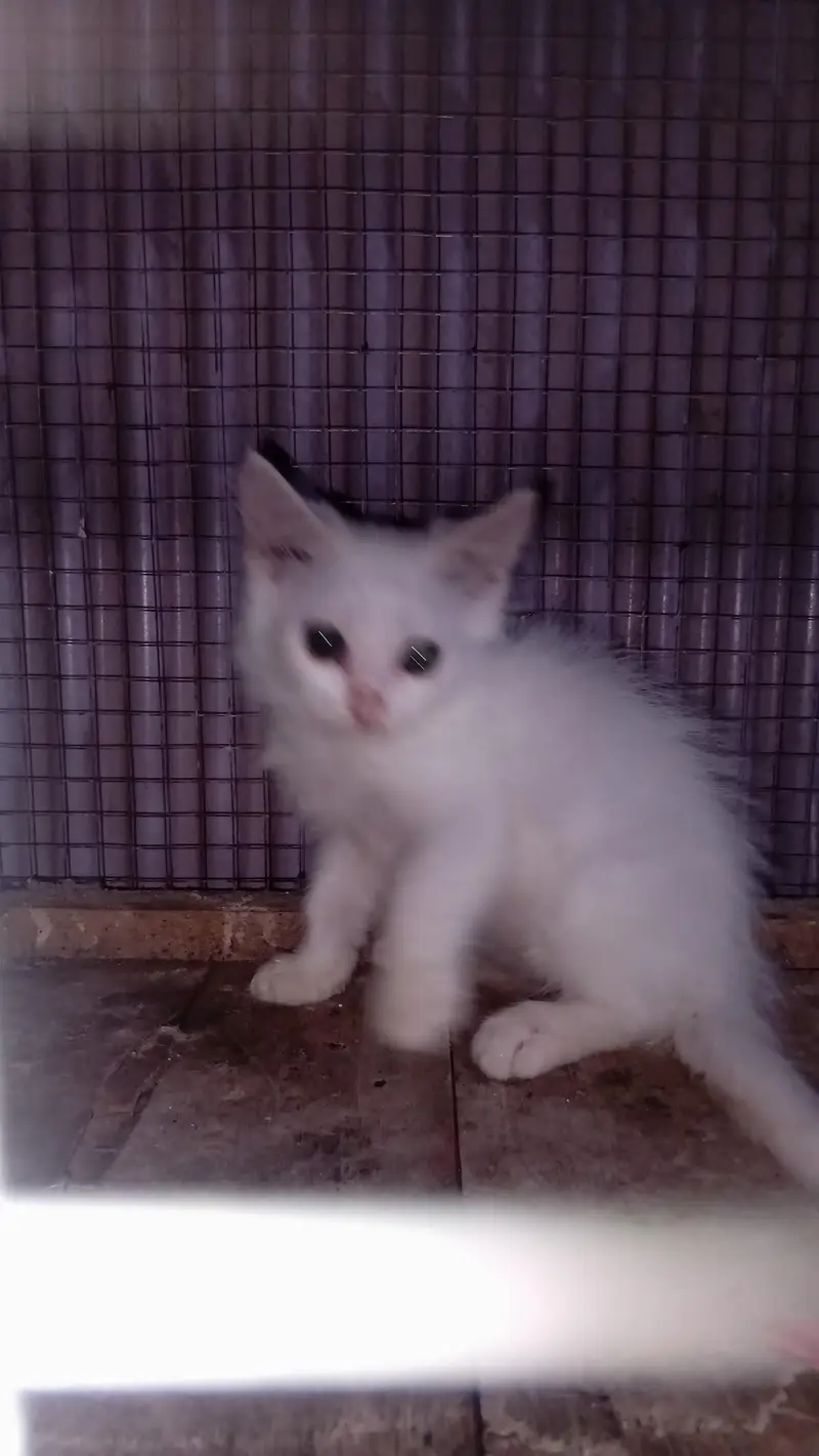 3 months healthy perisan  kittens  trained for sale — photo 5