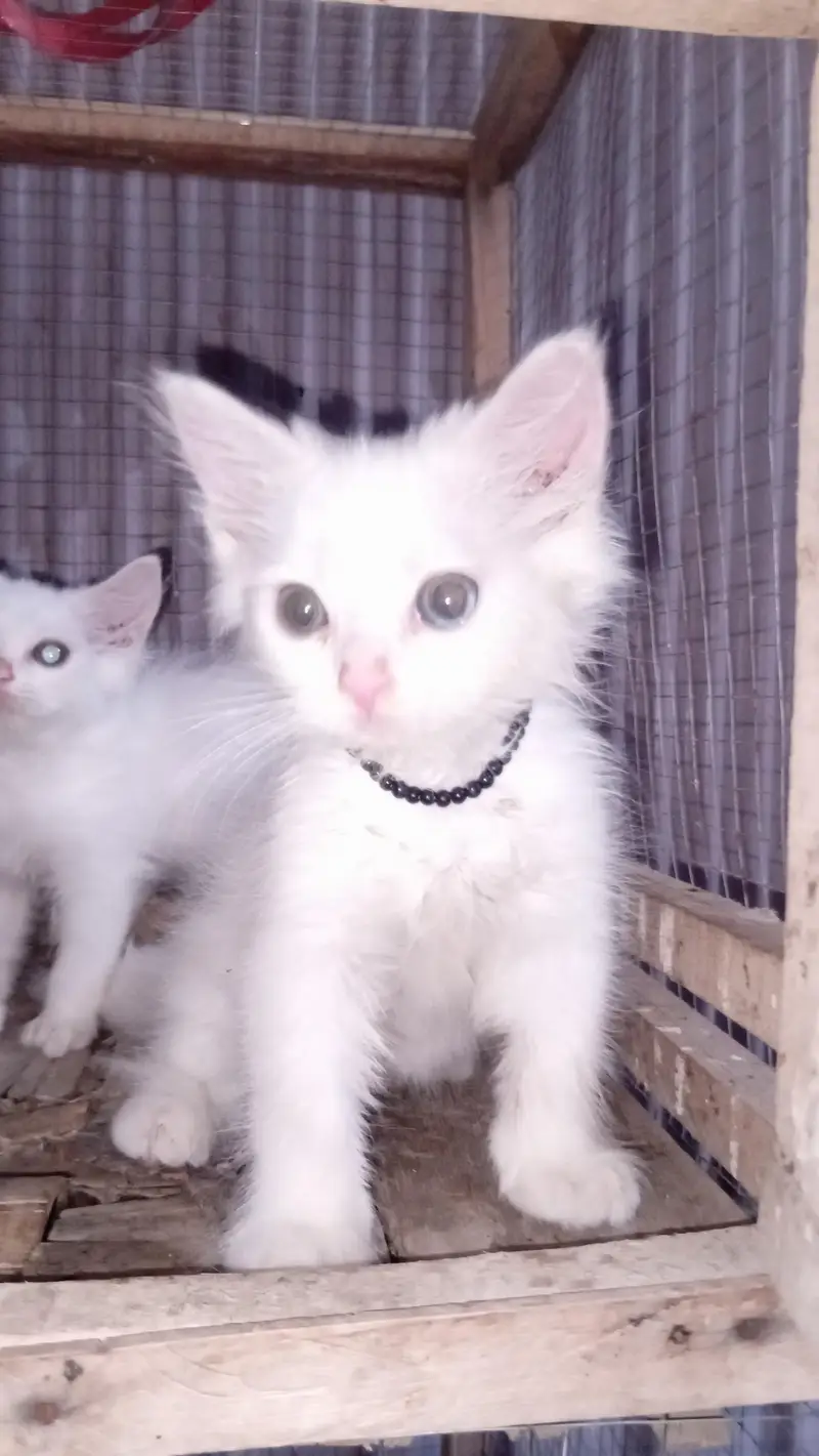 3 months healthy perisan  kittens  trained for sale — photo 7