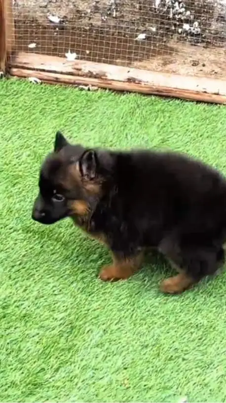 German Shepherd puppies long cot for sale my WhatsApp. 03493731440 — photo 3