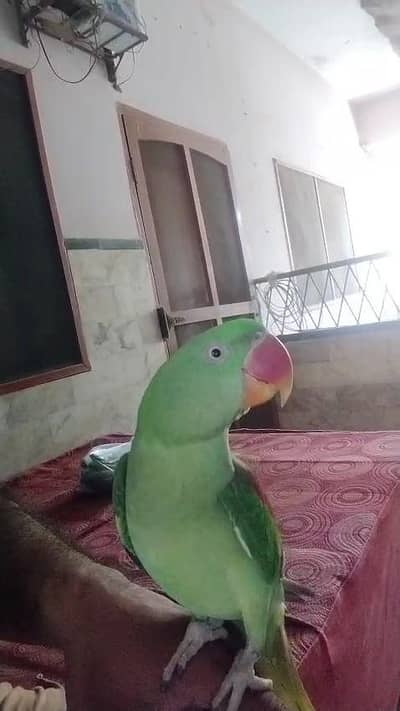 Kashmiri raw parrot