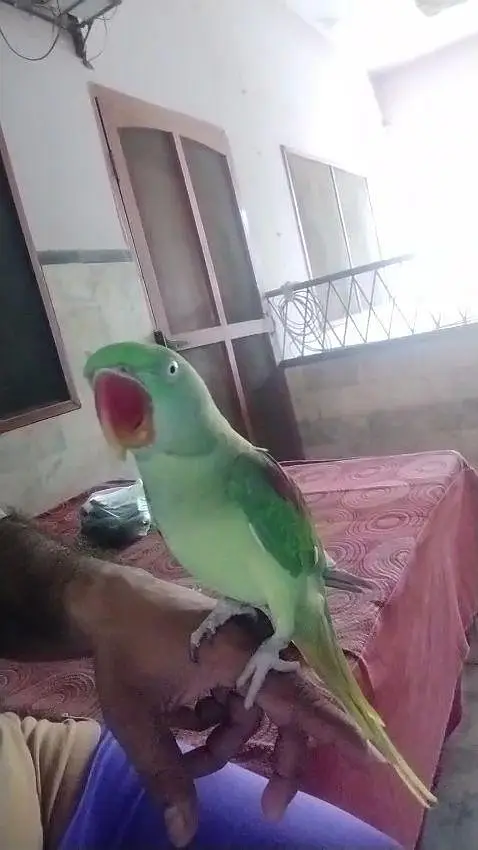 Kashmiri raw parrot — photo 2