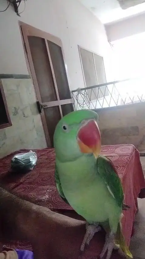 Kashmiri raw parrot — photo 3