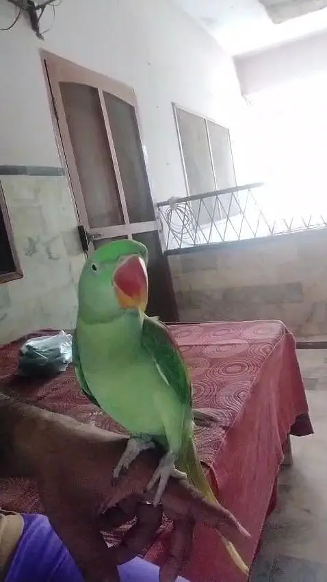 Kashmiri raw parrot — photo 4