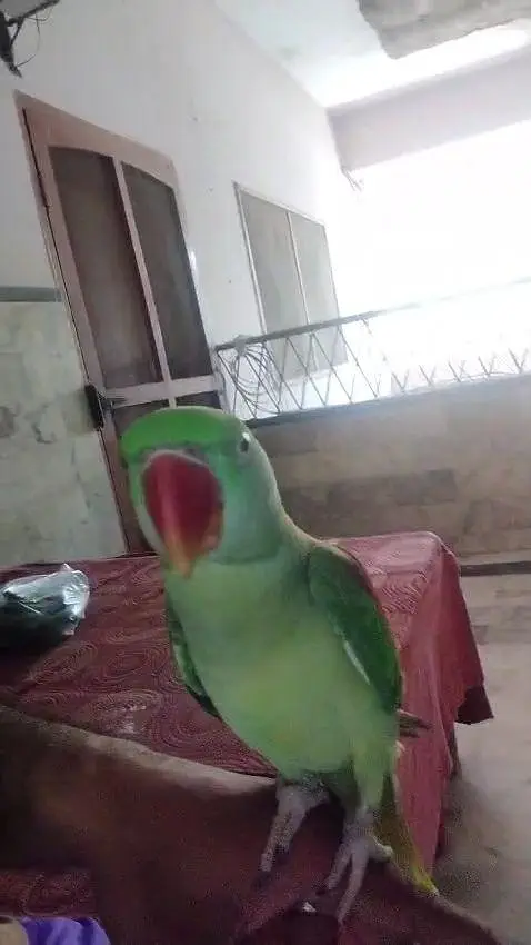 Kashmiri raw parrot — photo 5