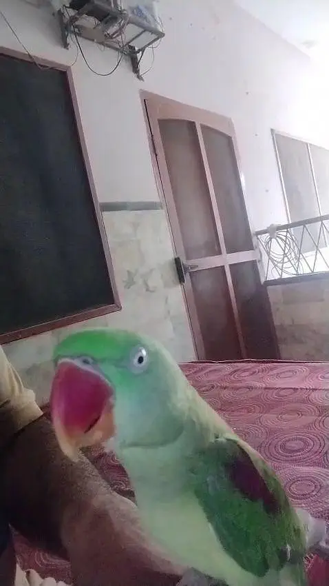 Kashmiri raw parrot — photo 6