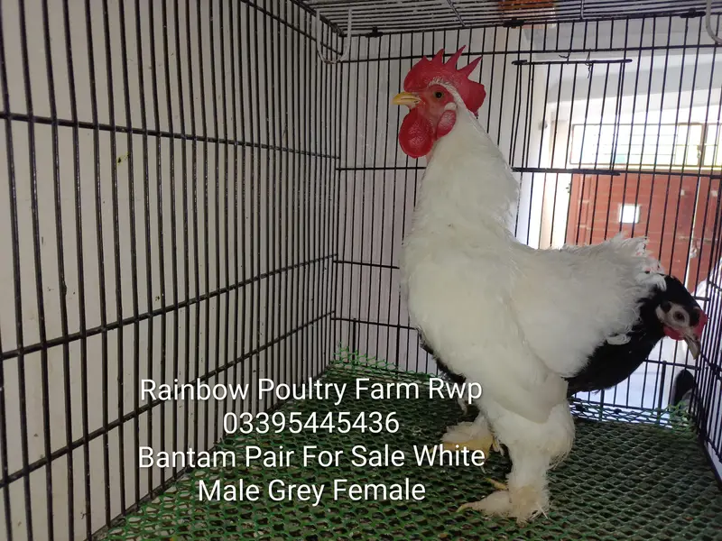 Bantam pairs for sale different colours — photo 2