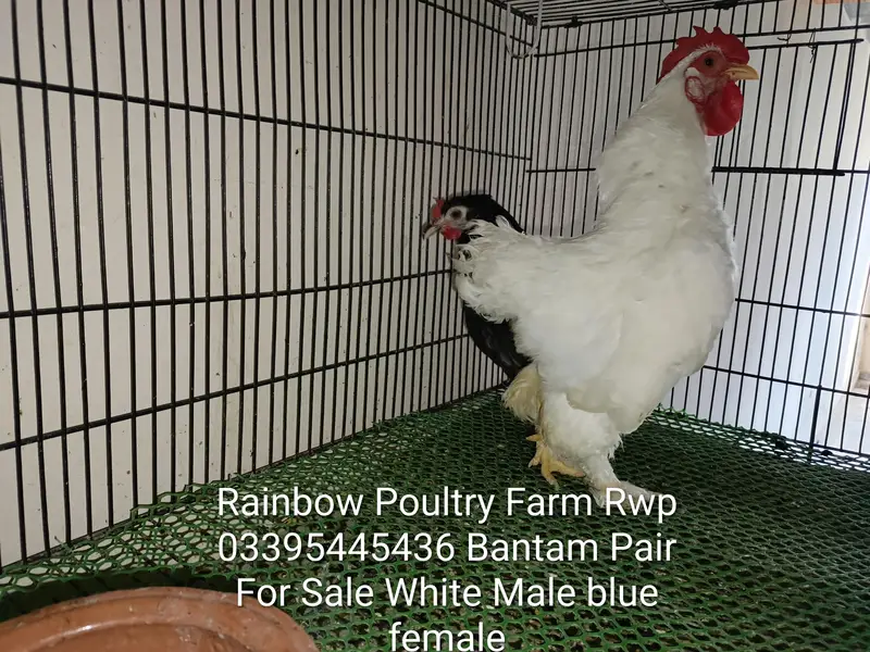 Bantam pairs for sale different colours — photo 3