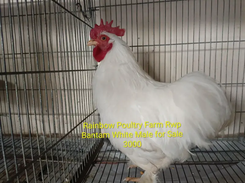 Bantam pairs for sale different colours — photo 4