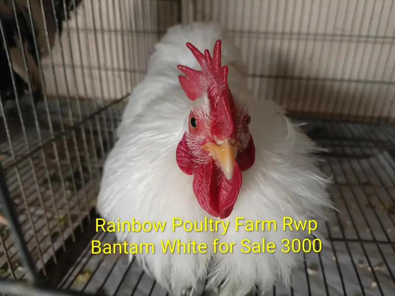 Bantam pairs for sale different colours — photo 5