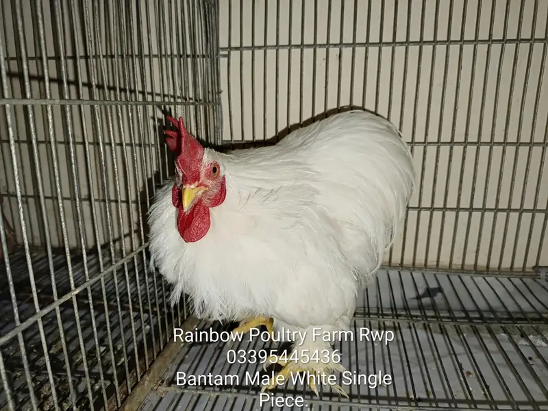 Bantam pairs for sale different colours — photo 6