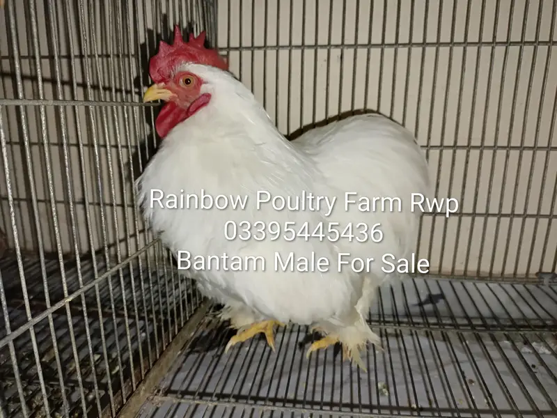 Bantam pairs for sale different colours — photo 7