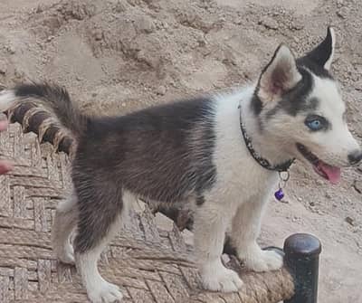 pure Siberian husky