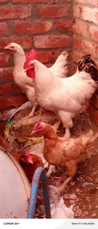 Desi Hens ghar ki pali murghian 3 hain brown wali egg laying