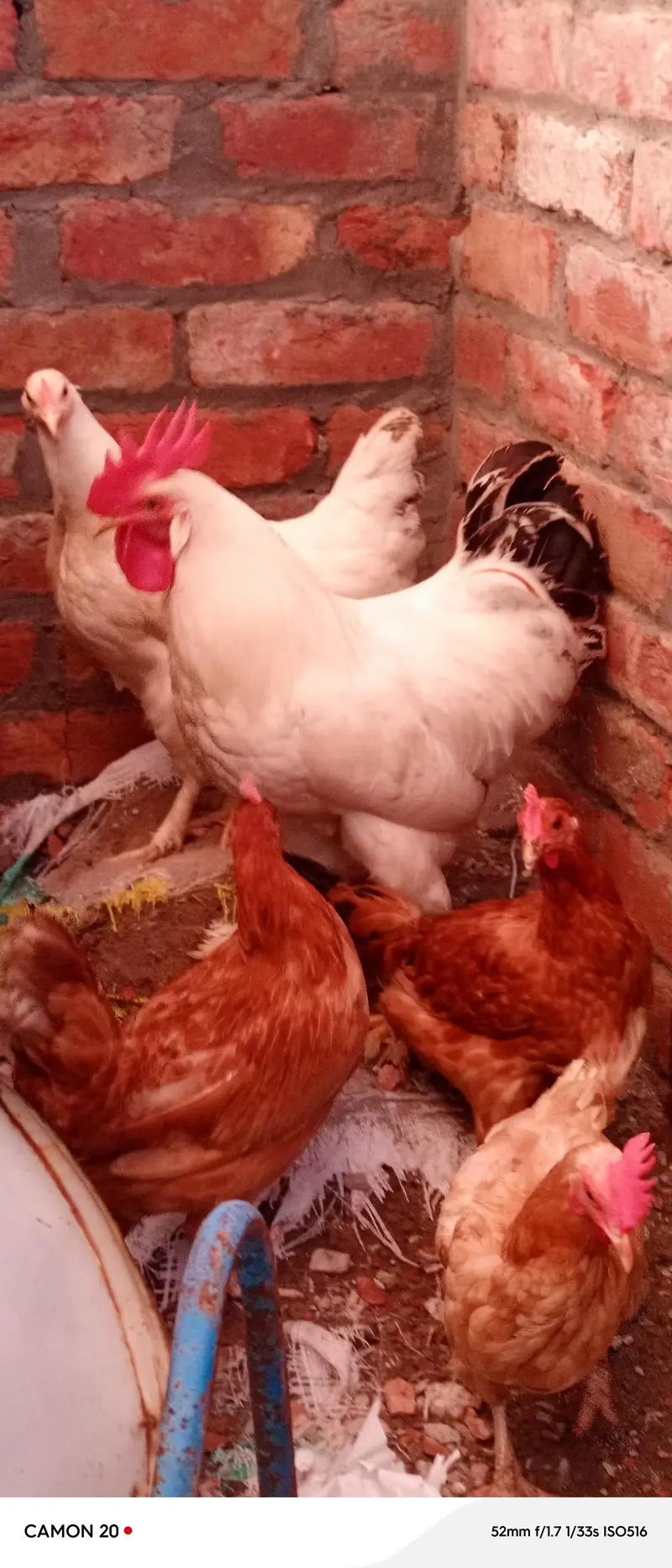 Desi Hens ghar ki pali murghian 3 hain brown wali egg laying — photo 2