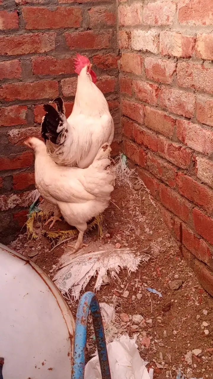 Desi Hens ghar ki pali murghian 3 hain brown wali egg laying — photo 3