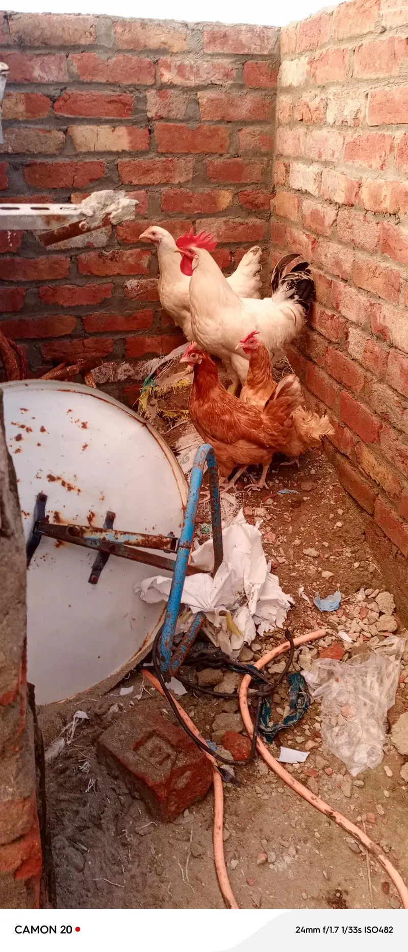 Desi Hens ghar ki pali murghian 3 hain brown wali egg laying — photo 4