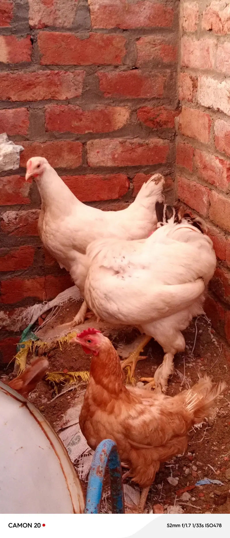 Desi Hens ghar ki pali murghian 3 hain brown wali egg laying — photo 5