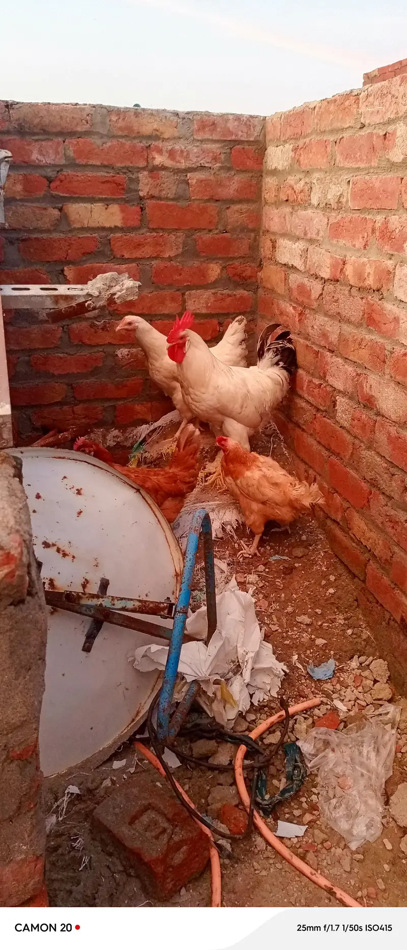 Desi Hens ghar ki pali murghian 3 hain brown wali egg laying — photo 6