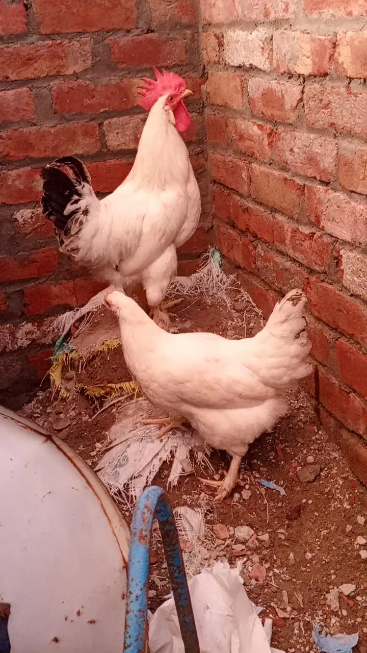 Desi Hens ghar ki pali murghian 3 hain brown wali egg laying — photo 7