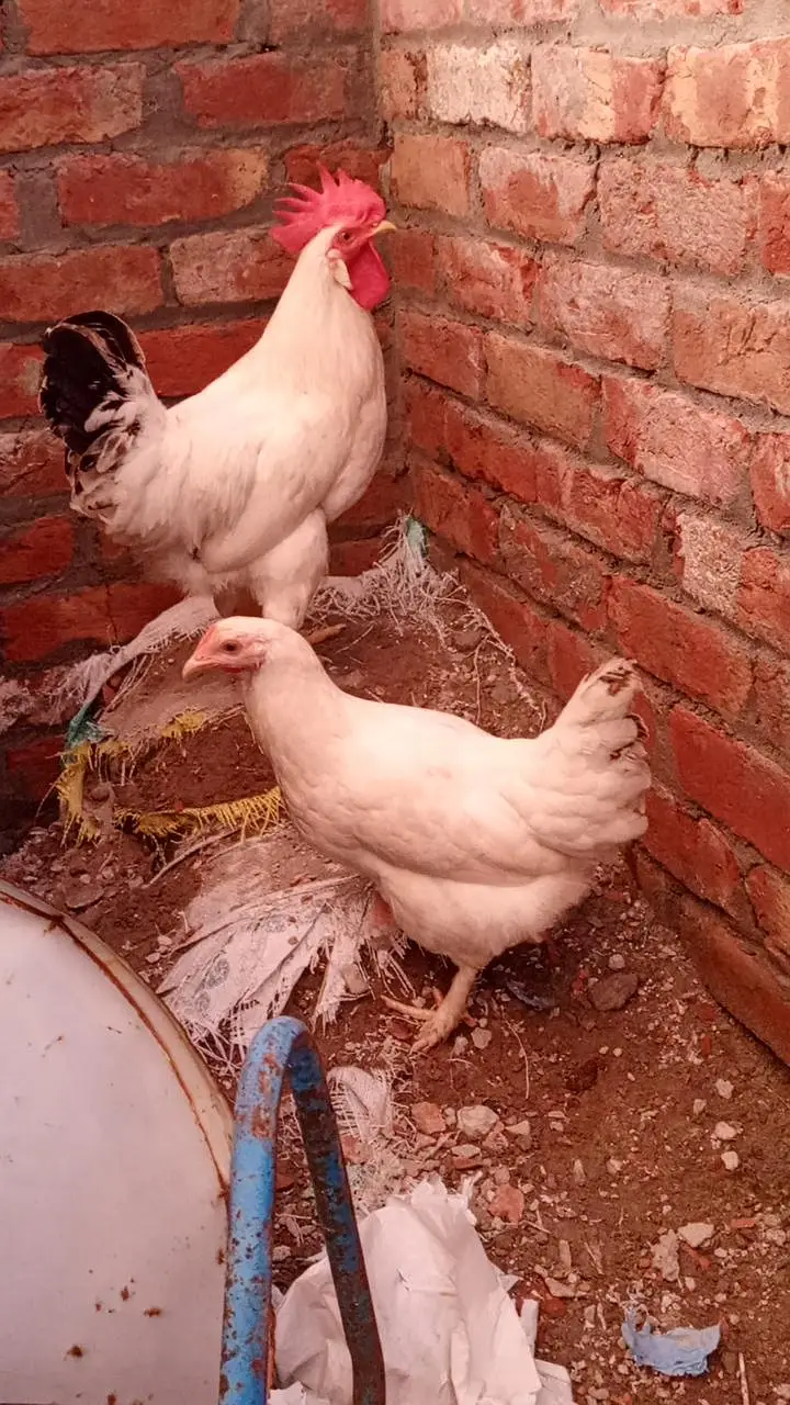 Desi Hens ghar ki pali murghian 3 hain brown wali egg laying — photo 8