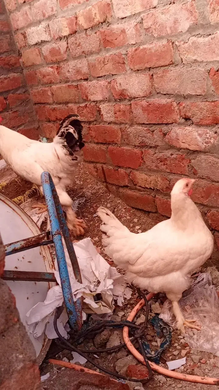 Desi Hens ghar ki pali murghian 3 hain brown wali egg laying — photo 9