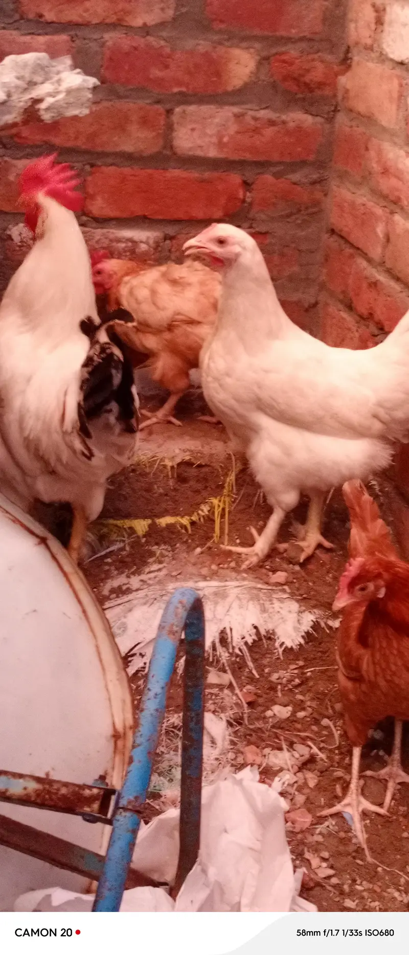 Desi Hens ghar ki pali murghian 3 hain brown wali egg laying — photo 10