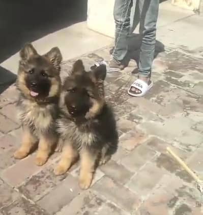 German Shepherd puppies long cot for sale my WhatsApp. 03493731440