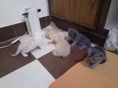 Persian kittens