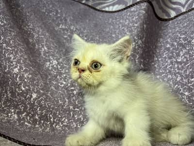 Persian kitten