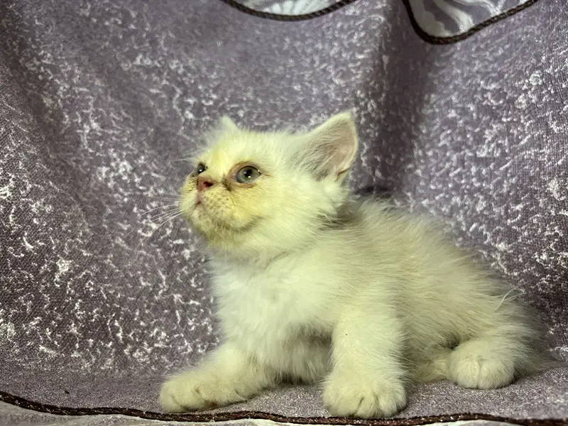 Persian kitten — photo 2
