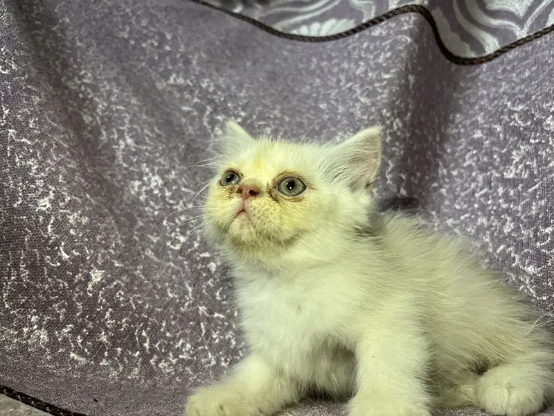 Persian kitten — photo 3