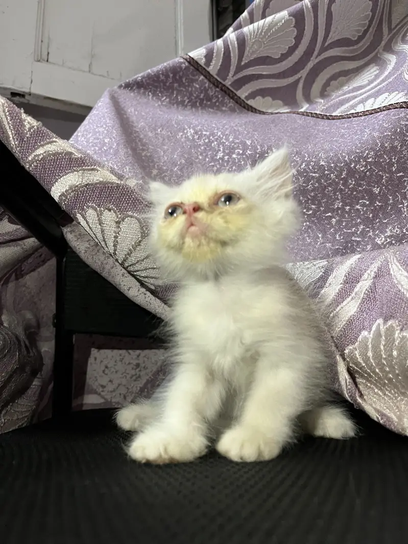 Persian kitten — photo 4