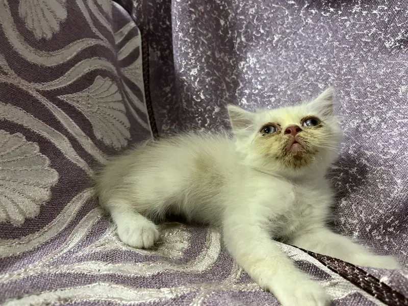 Persian kitten — photo 5