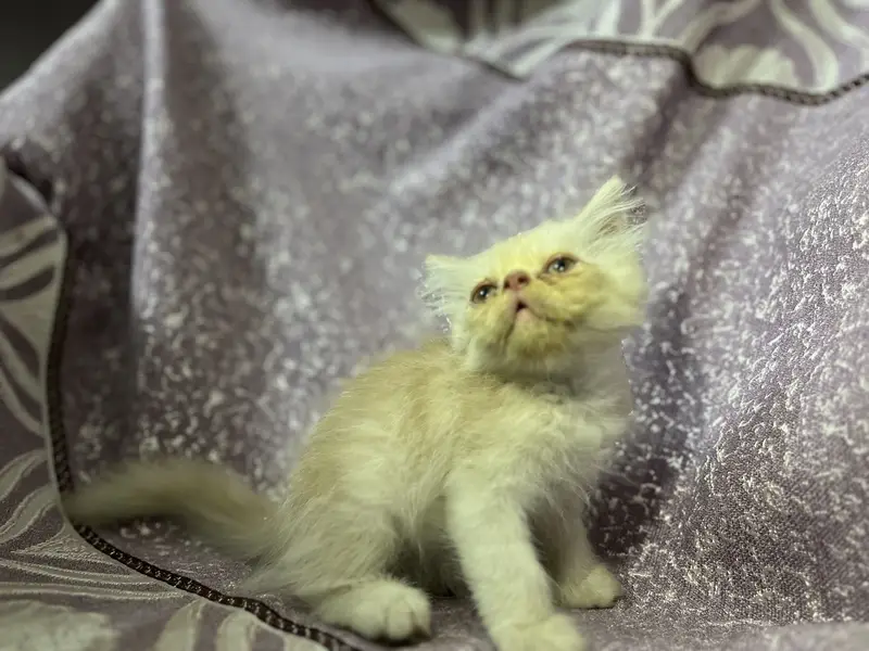 Persian kitten — photo 6
