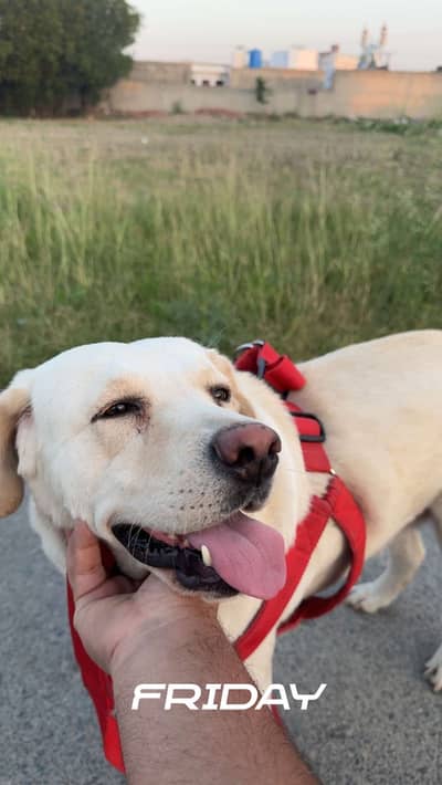 Friendly & Active healthy retriever -vaccinated