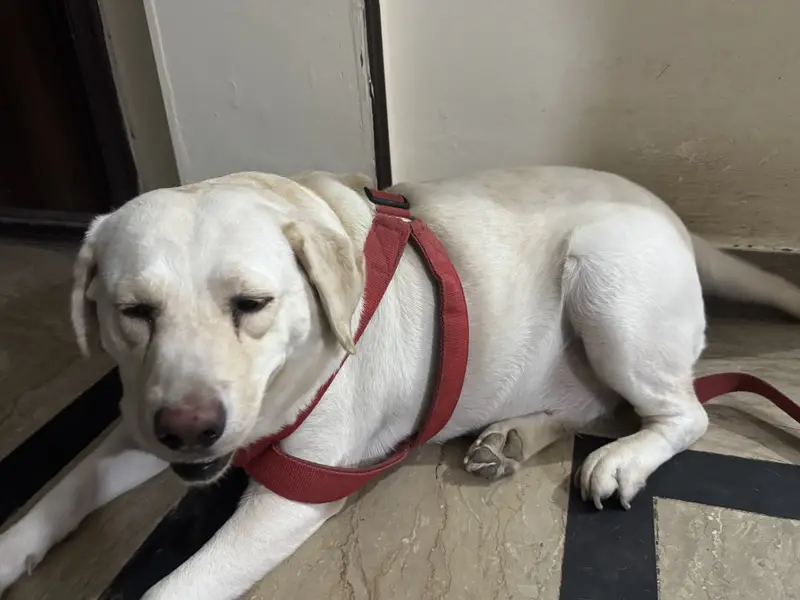 Friendly & Active healthy retriever -vaccinated — photo 2
