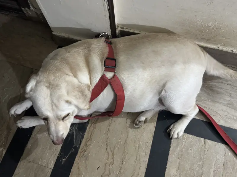 Friendly & Active healthy retriever -vaccinated — photo 3