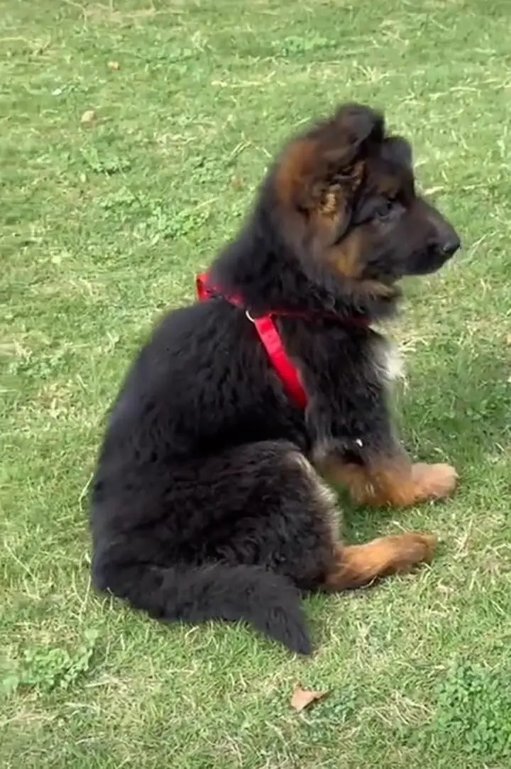 German Shepherd puppies long cot for sale my WhatsApp. 03493731440 — photo 3