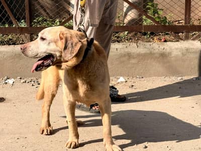 pure Labrador dog|Male|full friendly