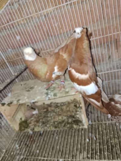 gogi pigeon with bacha