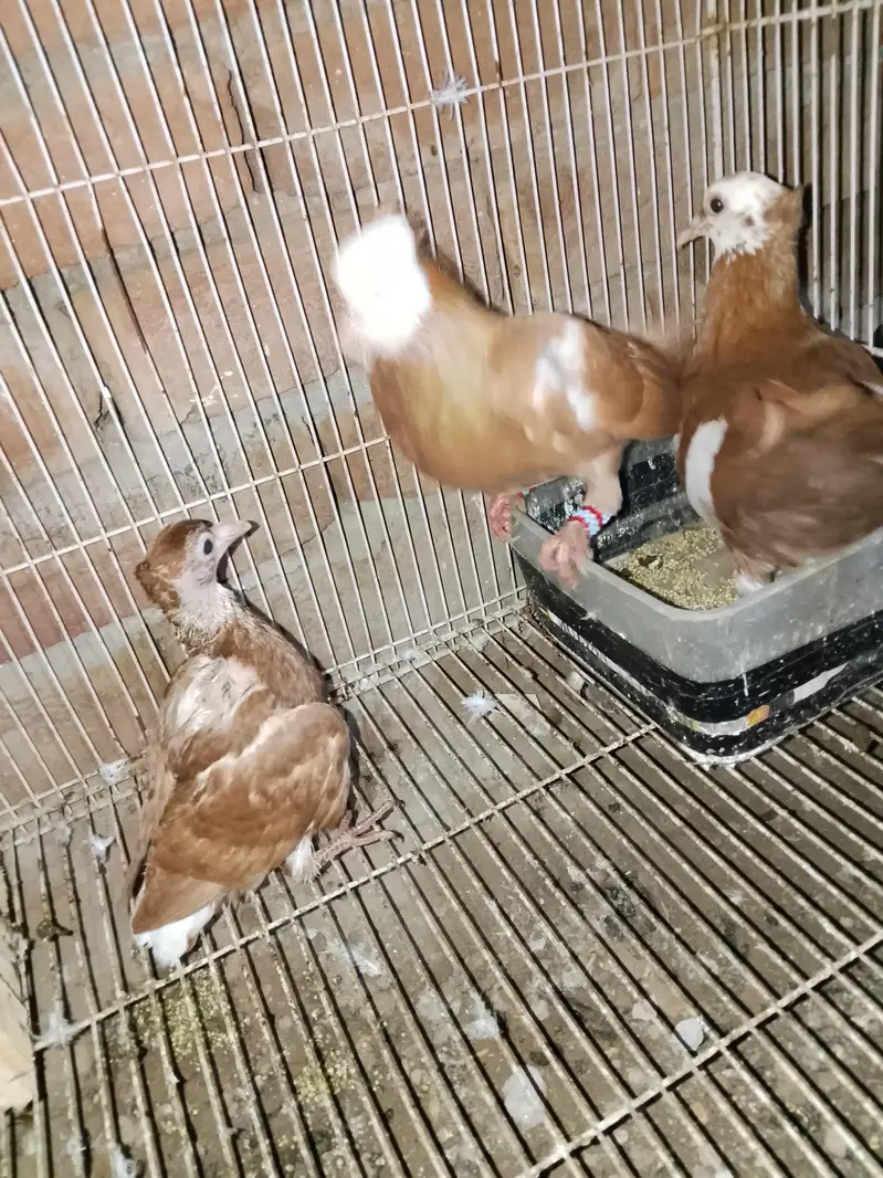 gogi pigeon with bacha — photo 2