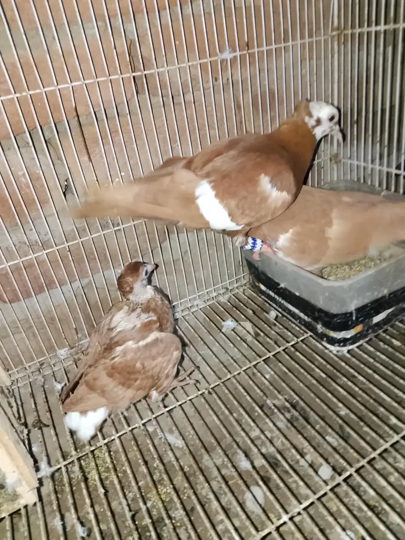 gogi pigeon with bacha — photo 3