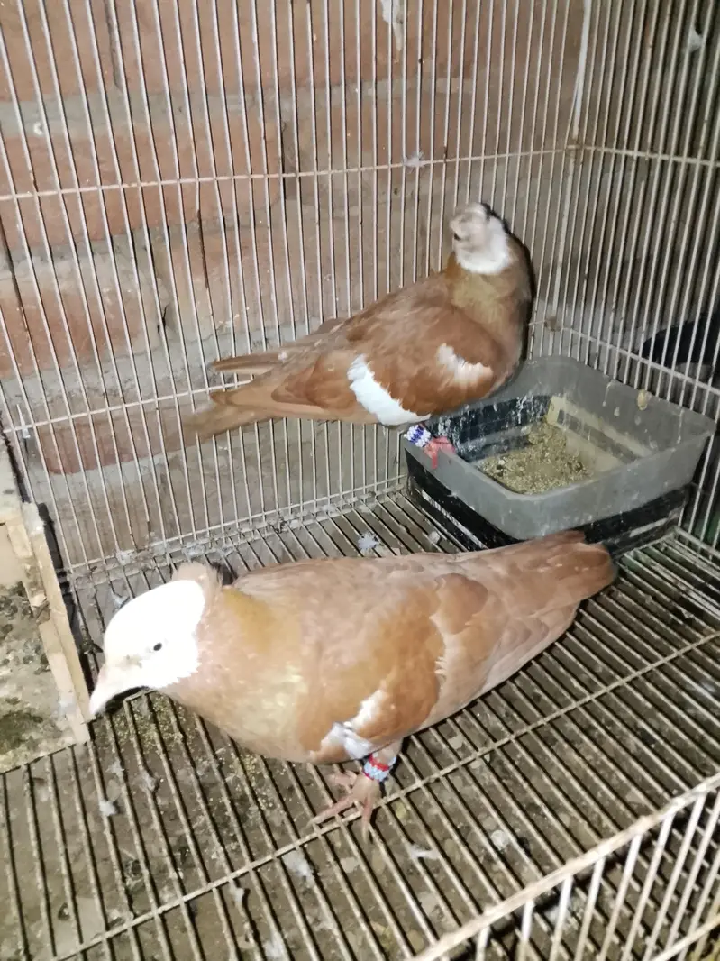 gogi pigeon with bacha — photo 4
