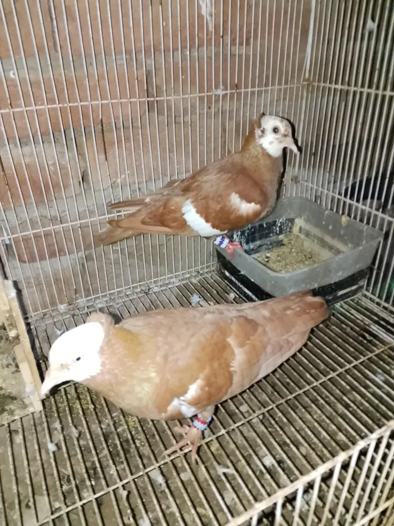 gogi pigeon with bacha — photo 5