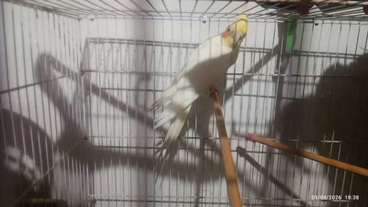 Cockatiel Breeder For Sale with Cage