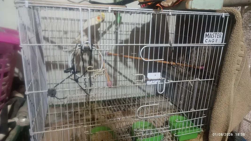 Cockatiel Breeder For Sale with Cage — photo 2