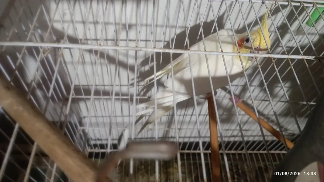 Cockatiel Breeder For Sale with Cage — photo 3